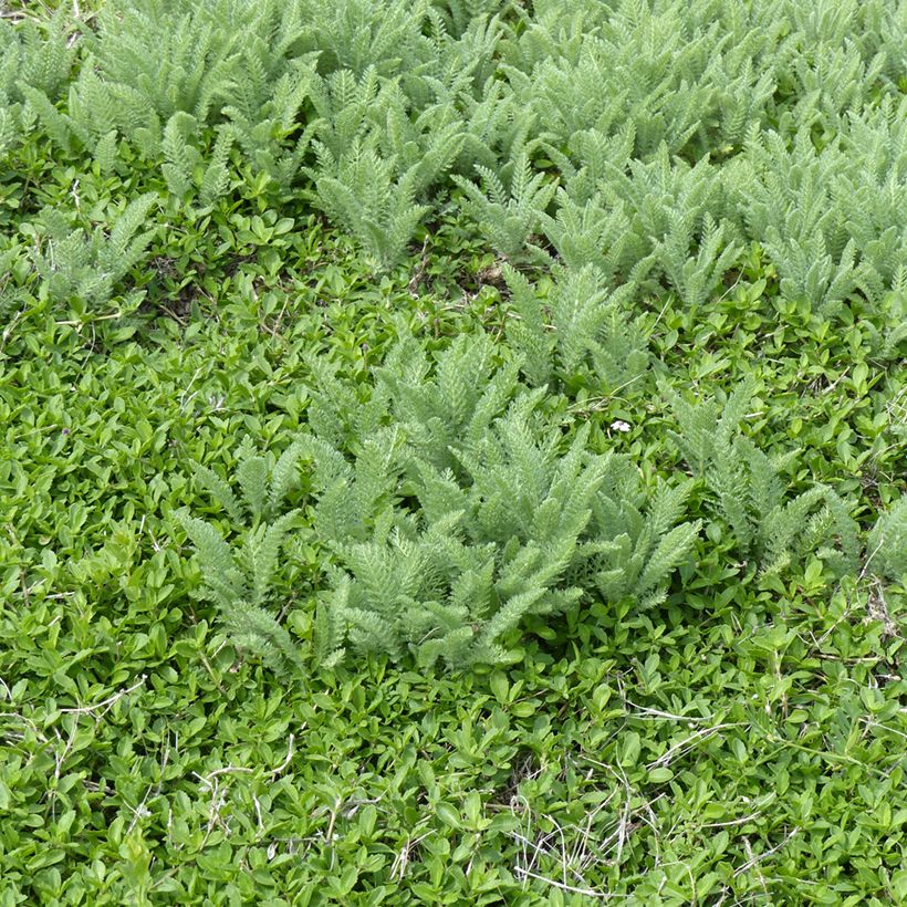 Achillea crithmifolia (Hábito)