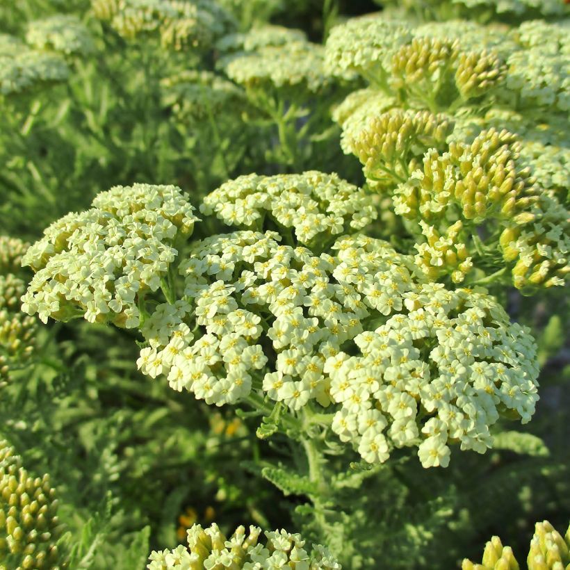Achillea crithmifolia (Floração)
