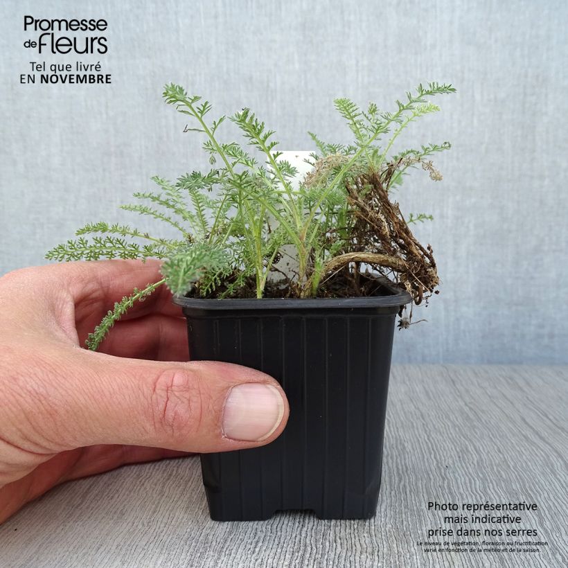 Amostra de Achillea crithmifolia Vaso de 8/9 cm tal como entregue no outono