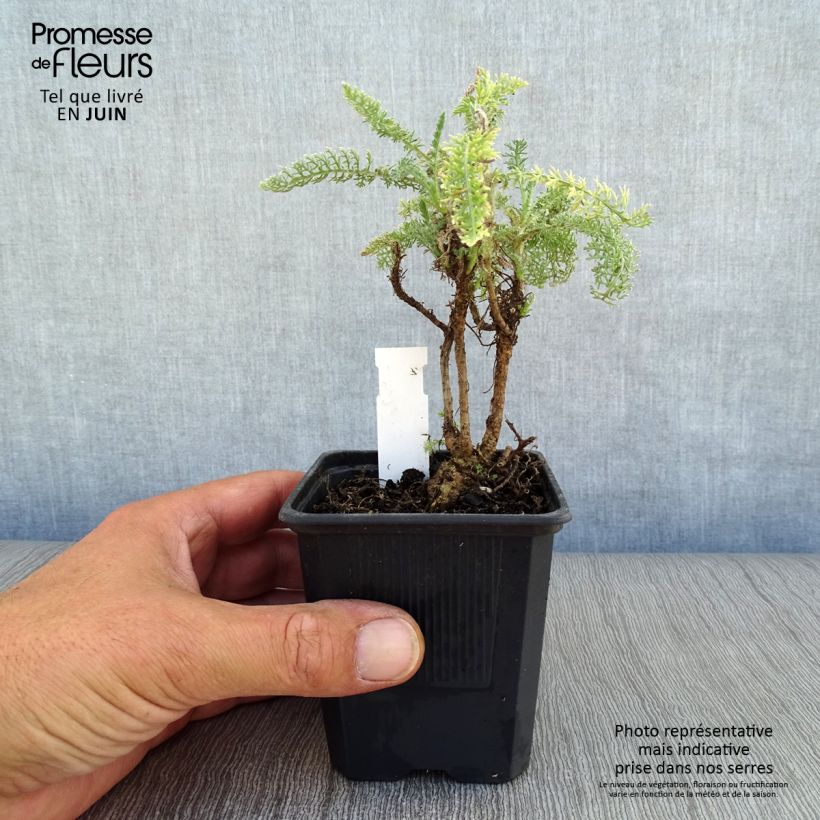 Amostra de Achillea crithmifolia Vaso de 8/9 cm tal como entregue no verão