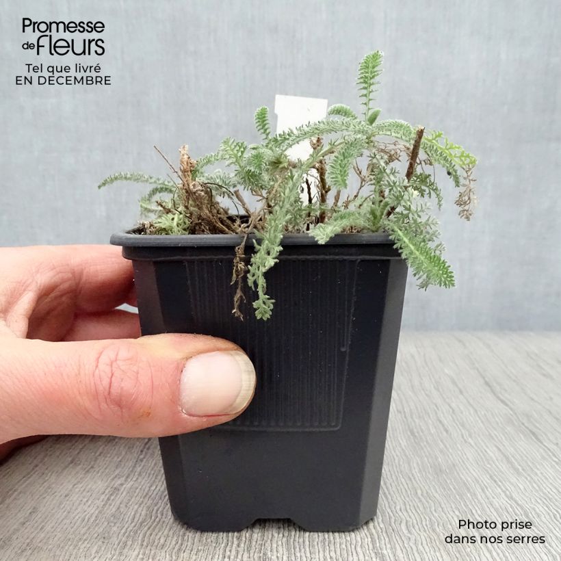 Amostra de Achillea crithmifolia Vaso de 8/9 cm tal como entregue no inverno