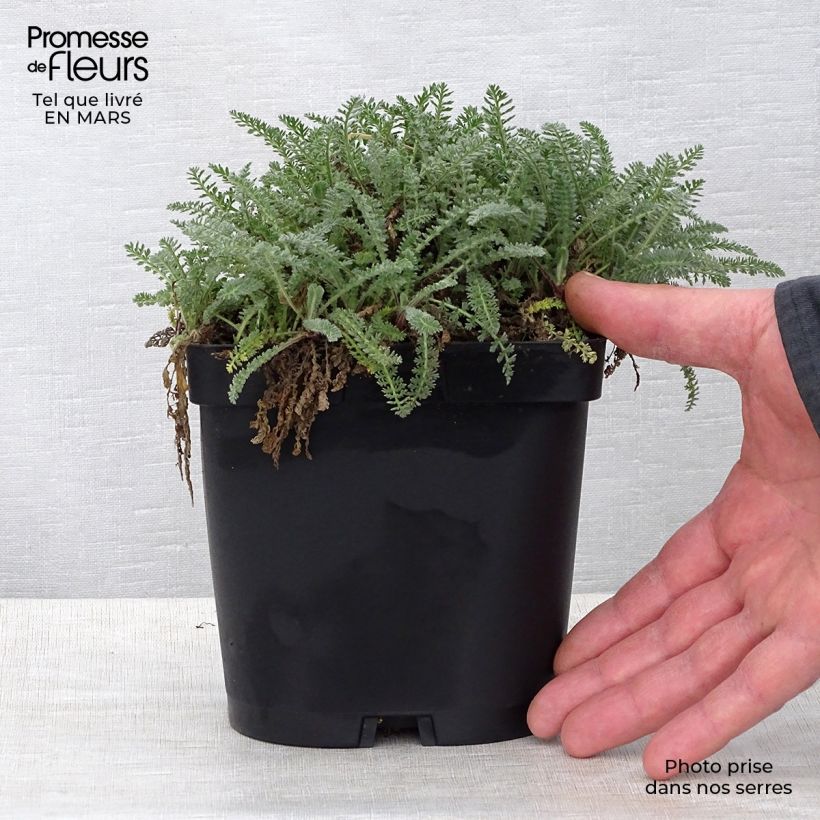Amostra de Achillea crithmifolia Vaso de 2 L/3 L tal como entregue na primavera
