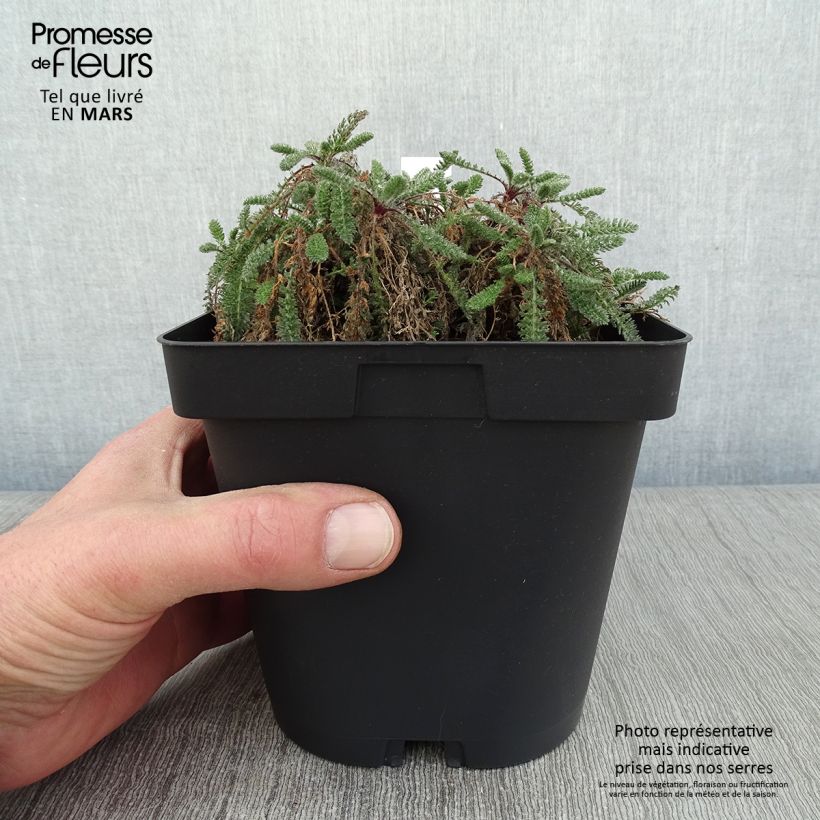 Amostra de Achillea crithmifolia Vaso de 2 L/3 L tal como entregue no inverno