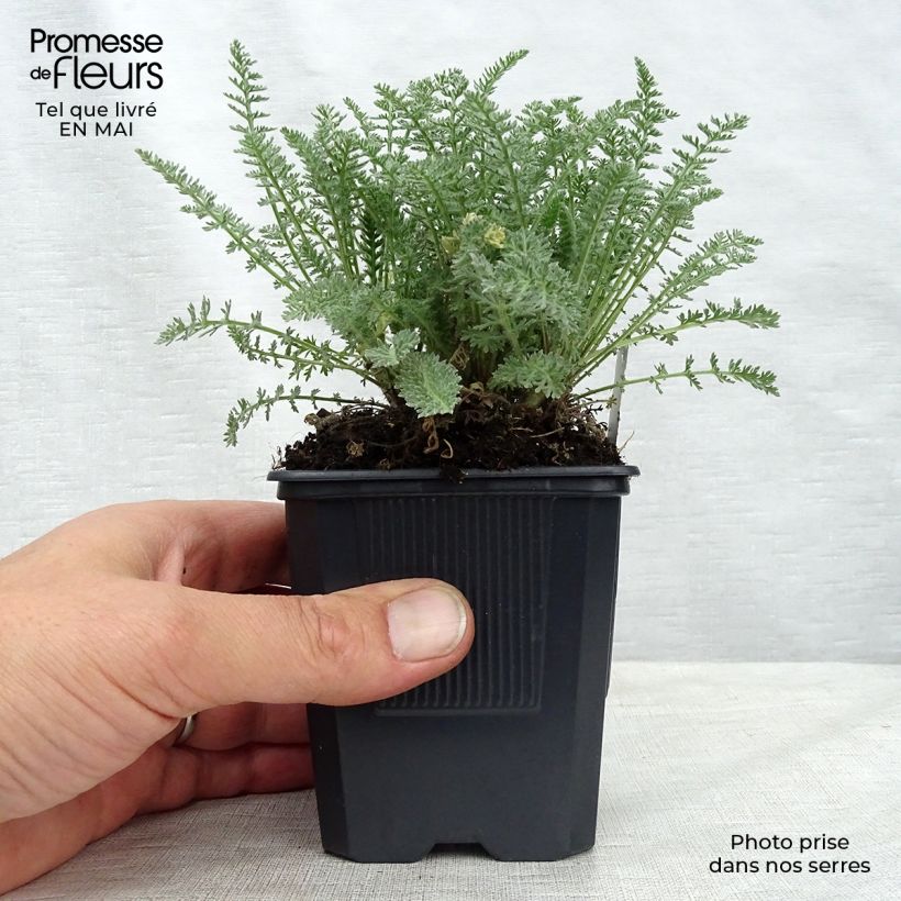 Amostra de Achillea crithmifolia Vaso de 8/9 cm tal como entregue na primavera