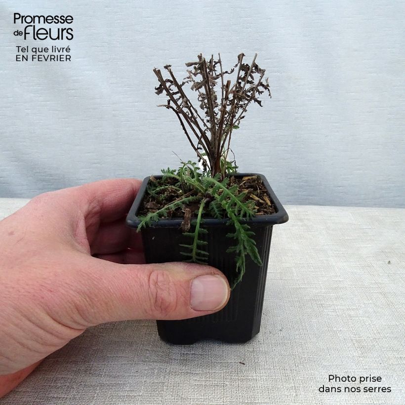 Amostra de Achillée - Achillea filipendulina Parker's Variety Vaso de 8/9 cm tal como entregue no inverno