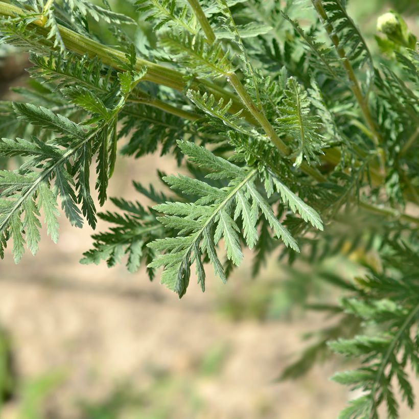 Achillea filipendulina Parker's Variety (Folhagem)