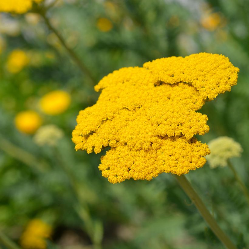 Achillea filipendulina Parker's Variety (Floração)