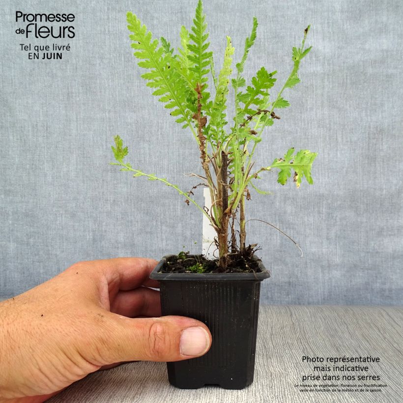 Amostra de Achillea filipendulina Parker's Variety Vaso de 8/9 cm tal como entregue no verão