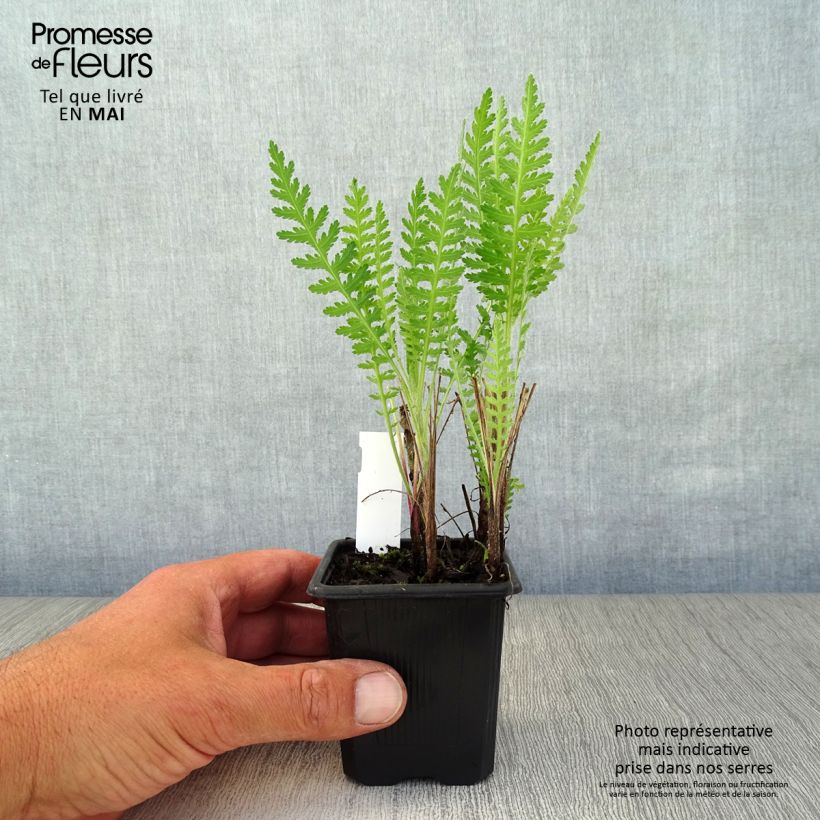 Amostra de Achillea filipendulina Parker's Variety Vaso de 8/9 cm tal como entregue na primavera