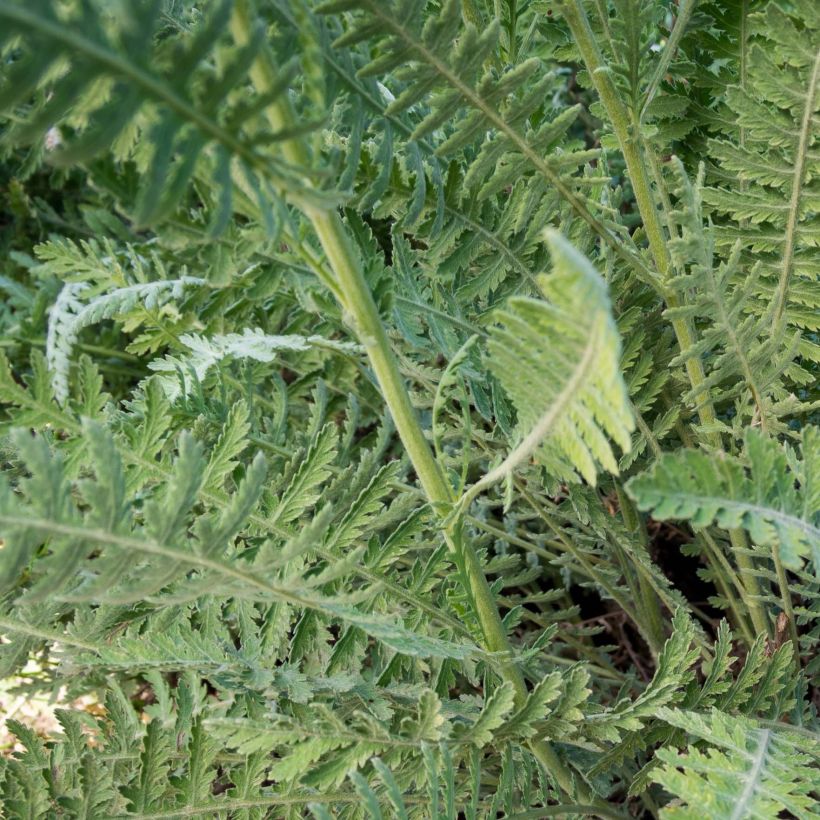 Achillea Coronation Gold (Folhagem)