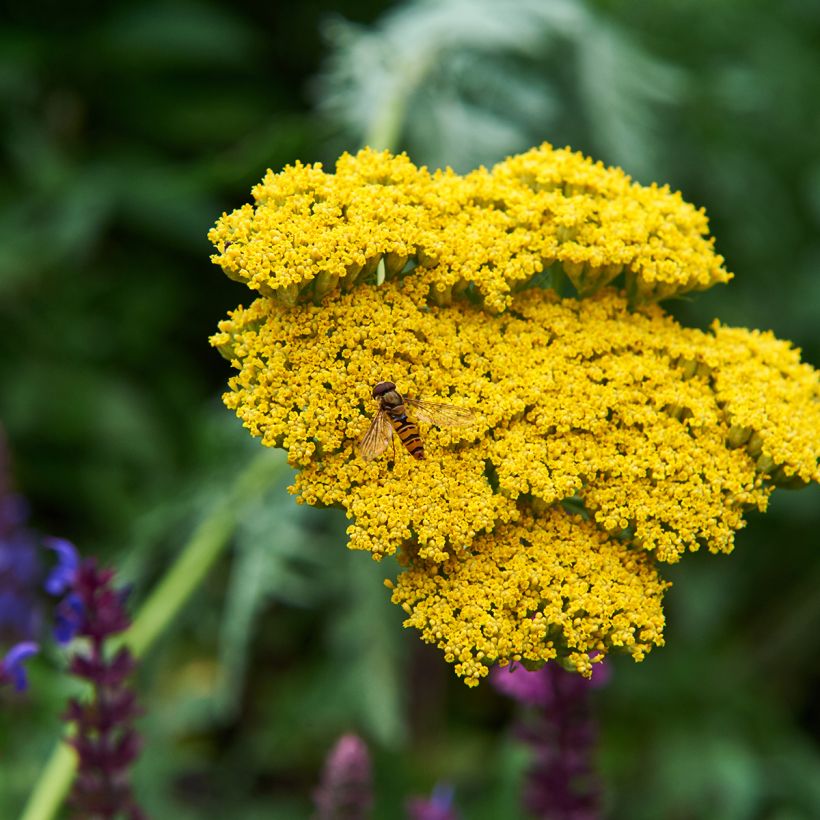 Achillea Coronation Gold (Floração)