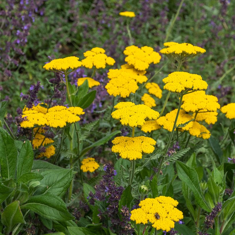 Achillea Coronation Gold (Hábito)
