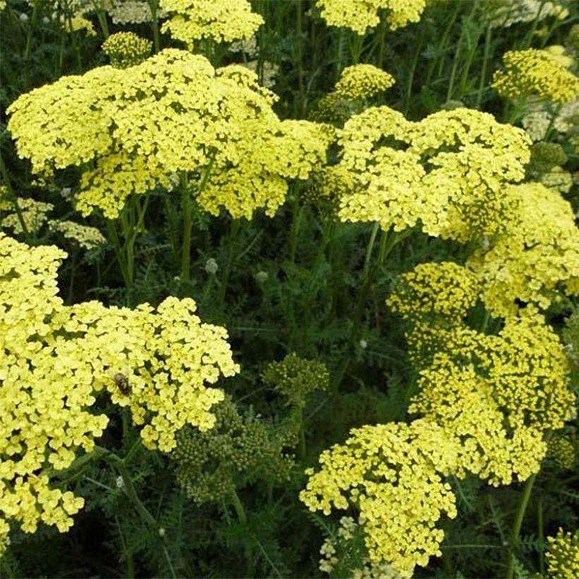 Achillea Credo (Floração)