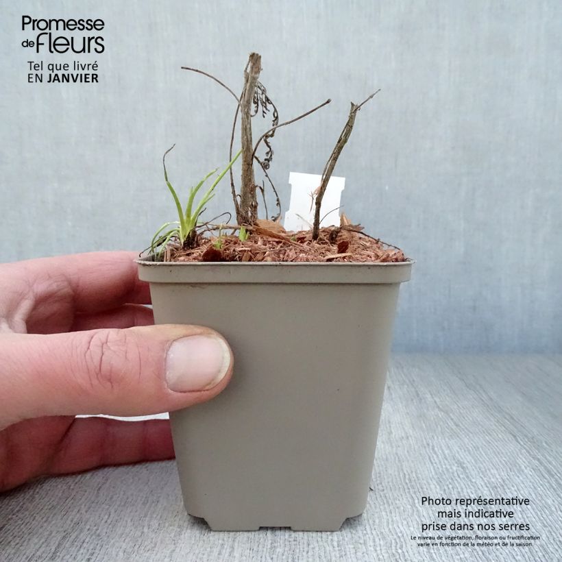 Amostra de Achillée Credo Vaso de 8/9 cm tal como entregue no inverno