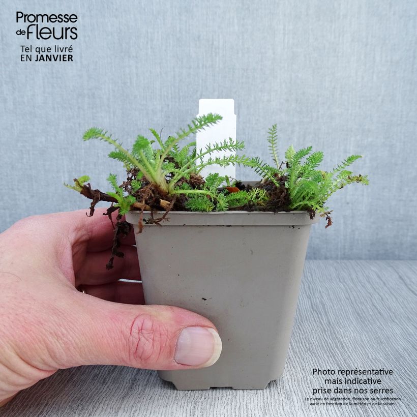 Amostra de Achillée Desert Eve Red Godet de 7/8 cm tal como entregue no inverno