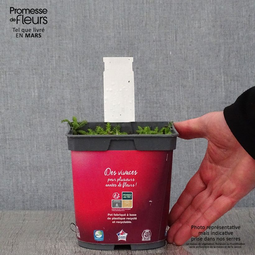 Amostra de Achillée Desert Eve Red Pot de 2L/3L tal como entregue no inverno