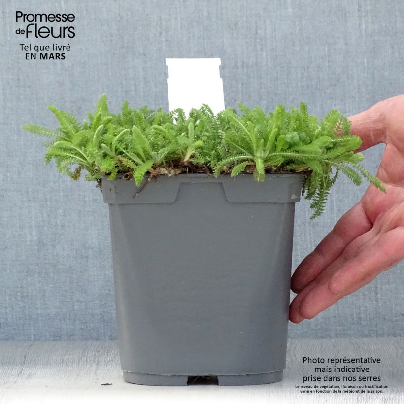 Amostra de Achillea millefolium Desert Eve Red Vaso de 2 L/3 L tal como entregue na primavera