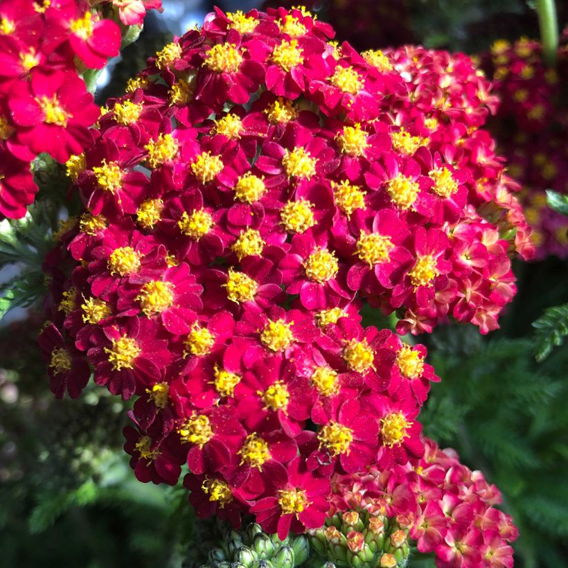 Achillea millefolium Desert Eve Red (Floração)