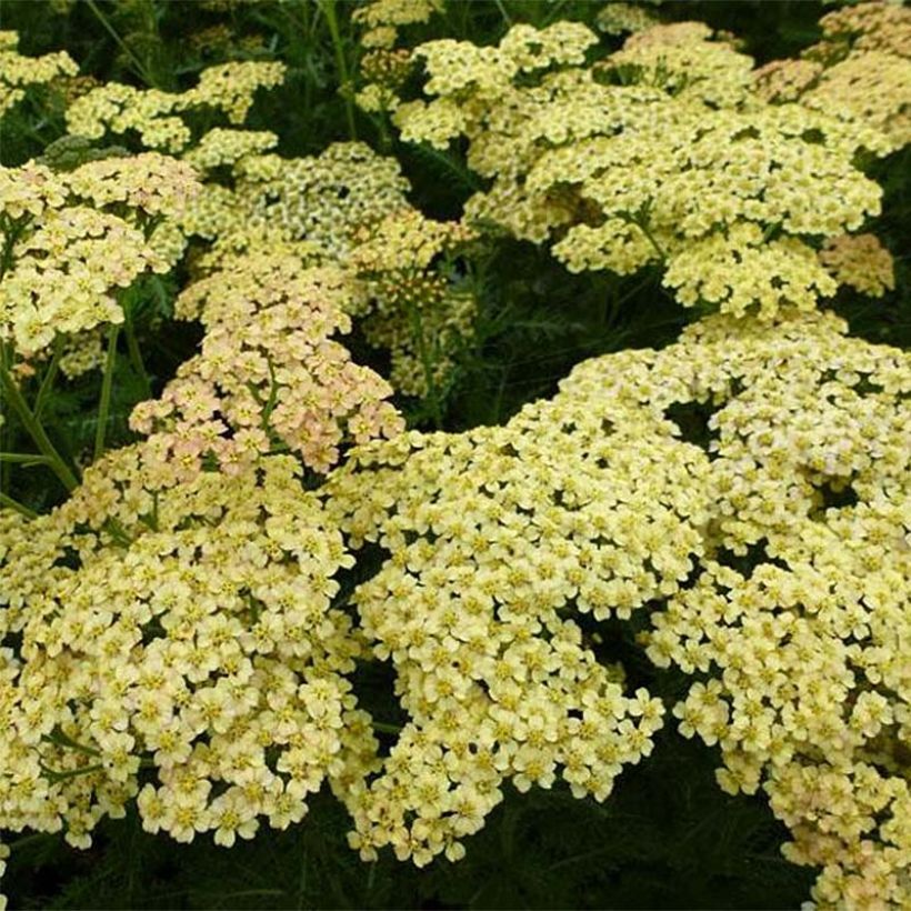 Achillea Hoffnung (Floração)