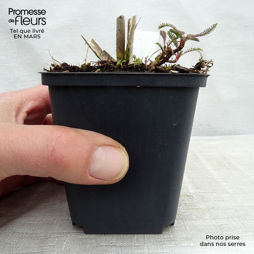 Amostra de Achillée Hoffnung Vaso de 8/9 cm tal como entregue no inverno