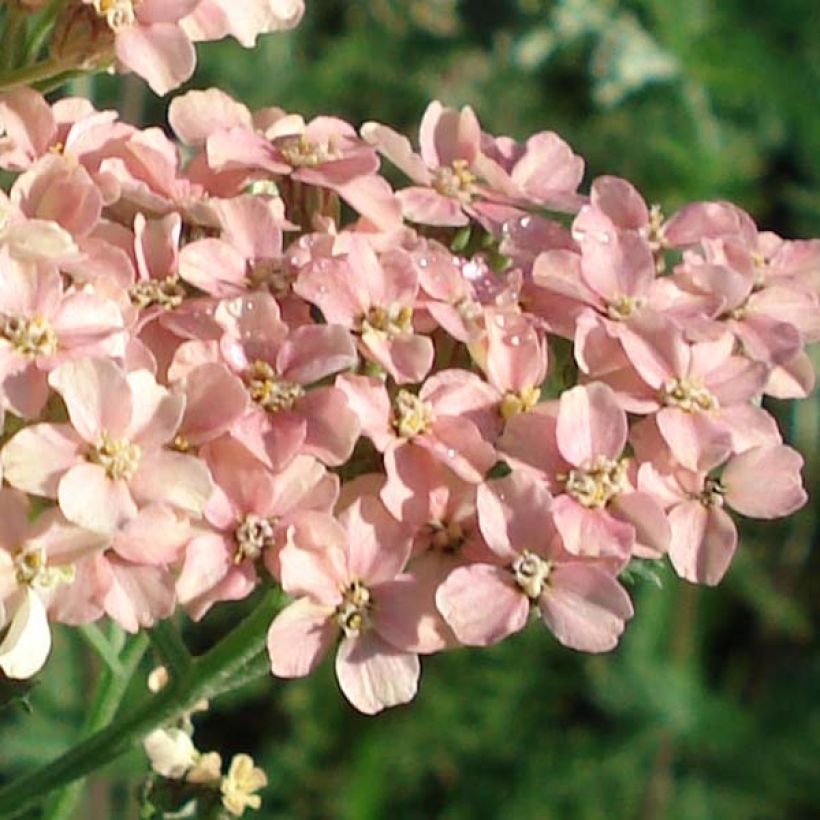 Achillea millefolium Salmon Beauty (Floração)