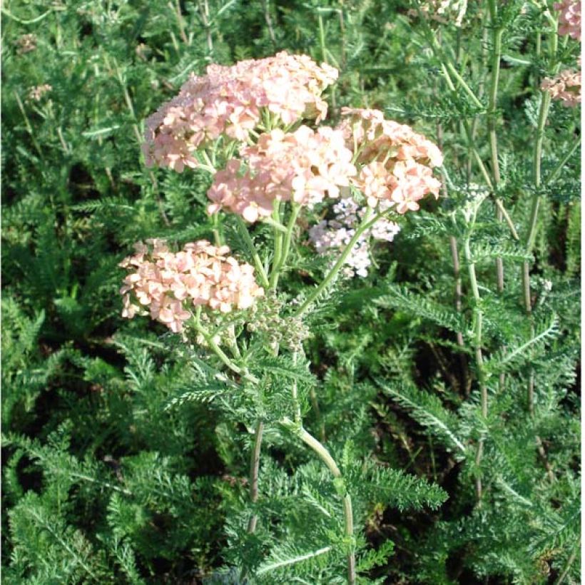 Achillea millefolium Salmon Beauty (Hábito)