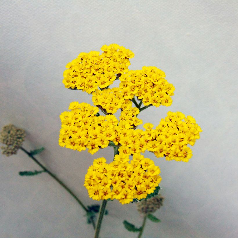 Achillea Moonshine (Floração)