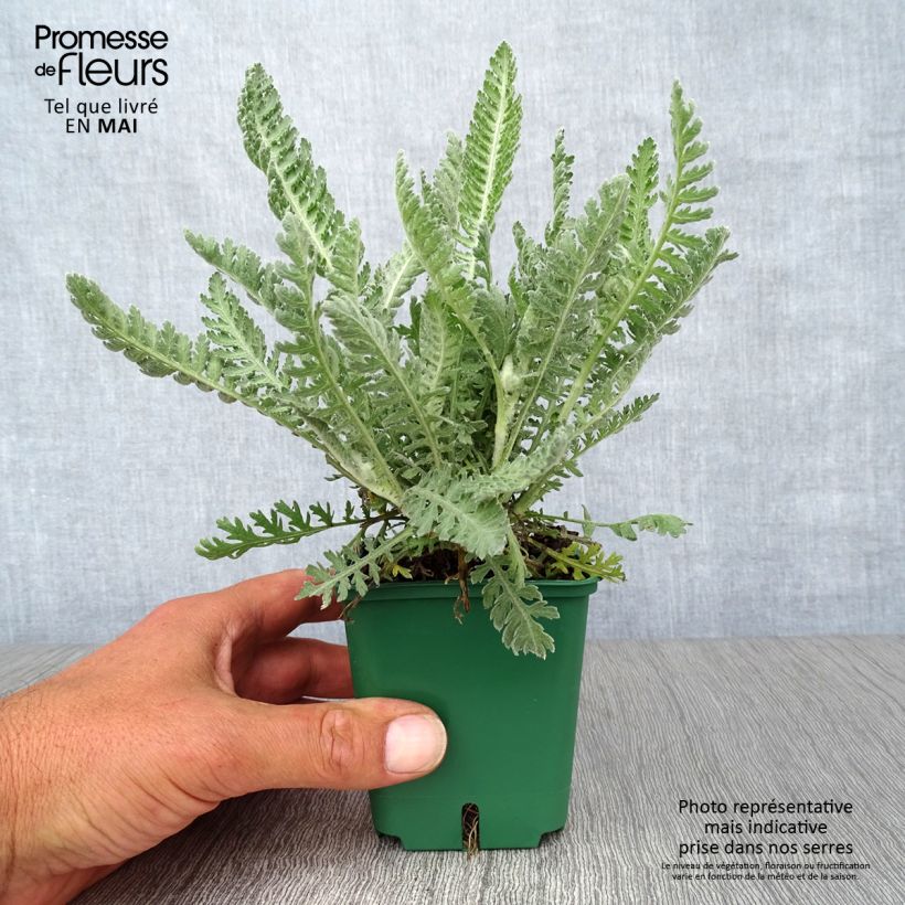 Amostra de Achillea Moonshine Vaso de 8/9 cm tal como entregue na primavera