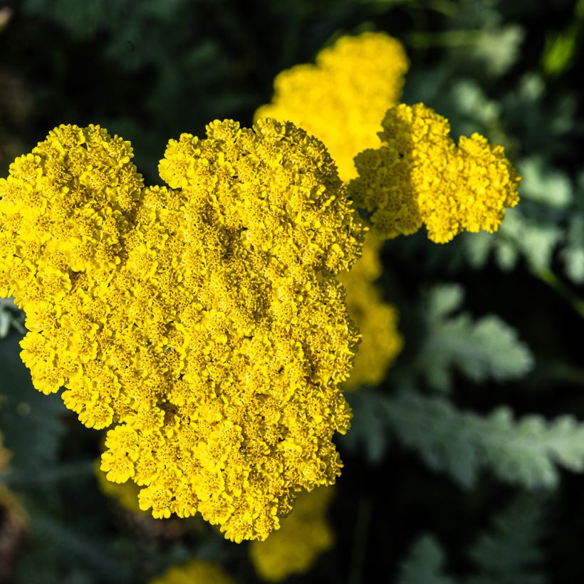 Achillea Moonshine (Floração)
