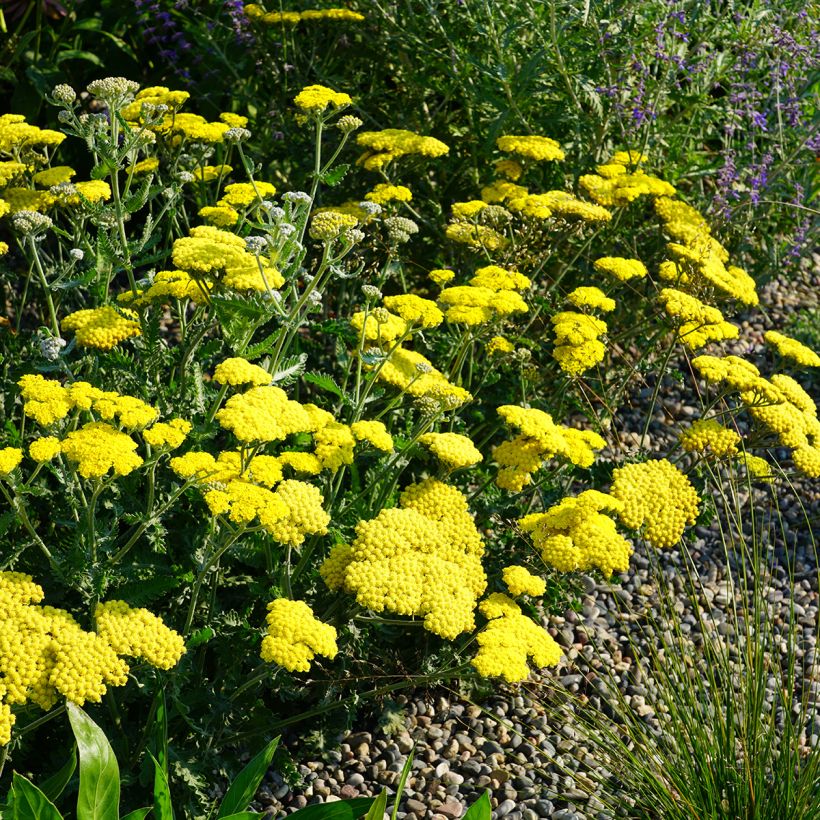 Achillea Moonshine (Hábito)