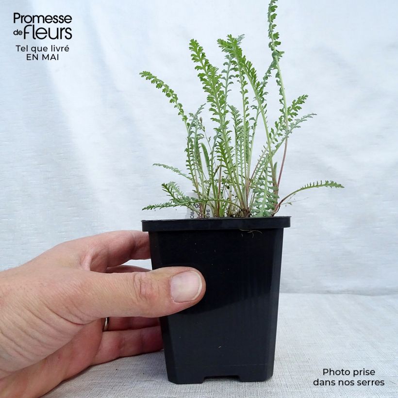 Amostra de Achillea millefolium Walter Funcke Vaso de 8/9 cm tal como entregue na primavera