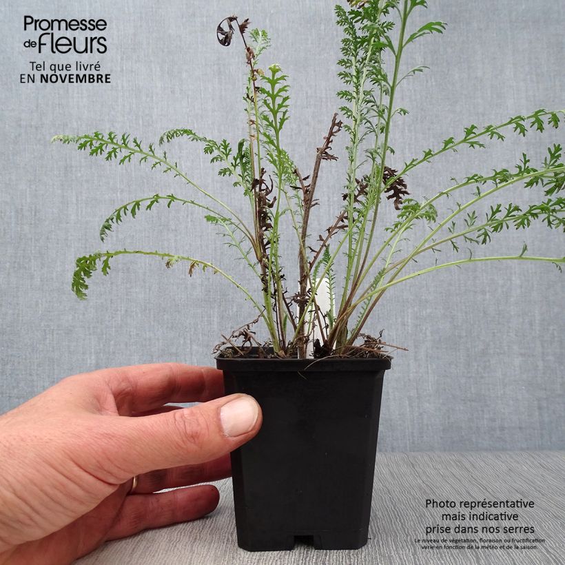 Amostra de Achillea millefolium Walter Funcke Vaso de 8/9 cm tal como entregue no outono