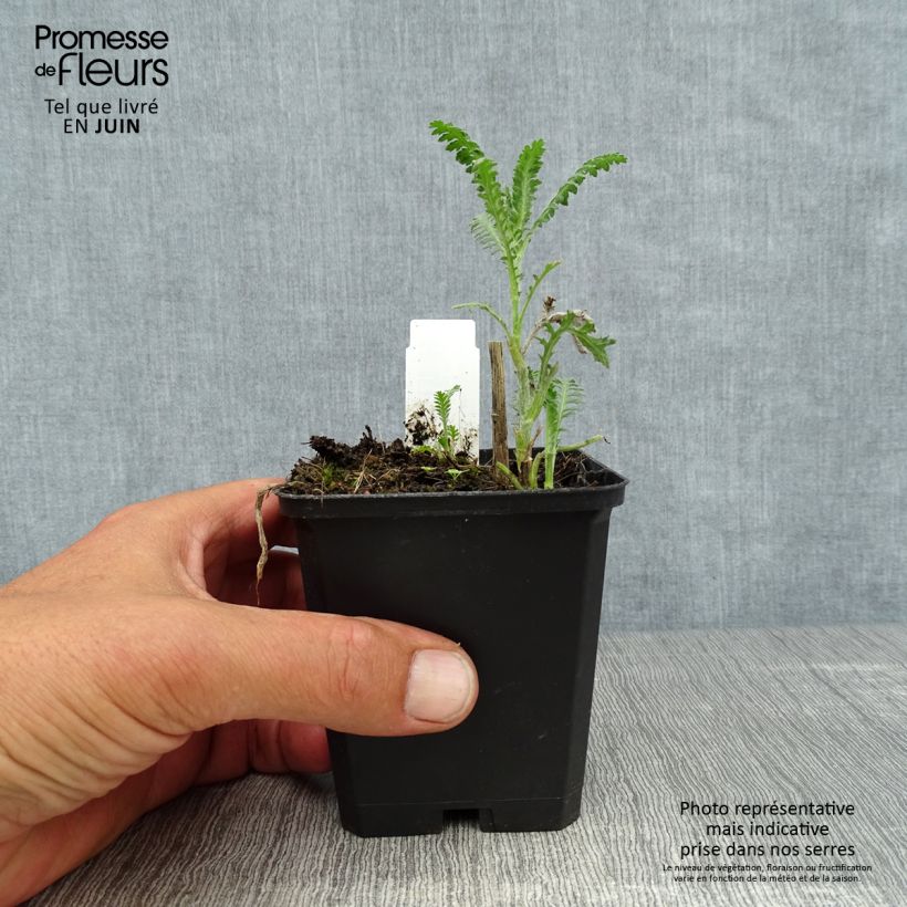 Amostra de Achillea millefolium Walter Funcke Vaso de 8/9 cm tal como entregue no verão
