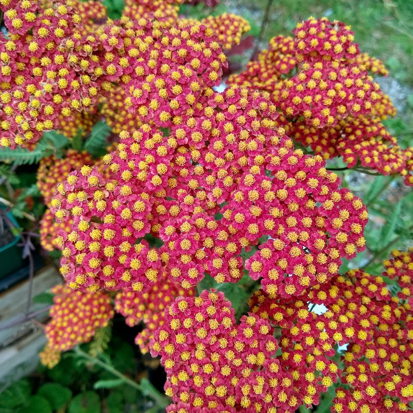 Achillea millefolium Walter Funcke (Floração)