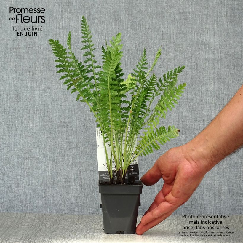 Amostra de Achillea filipendulina Helios Vaso de 8/9 cm tal como entregue no verão