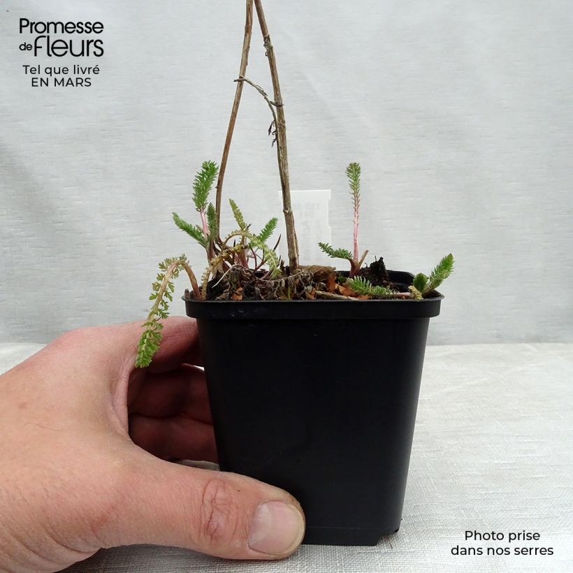 Amostra de Achillea filipendulina Helios Vaso de 8/9 cm tal como entregue na primavera