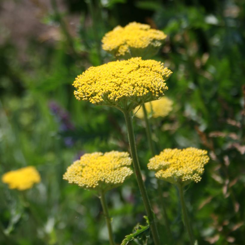 Achillea filipendulina Cloth of Gold (Floração)