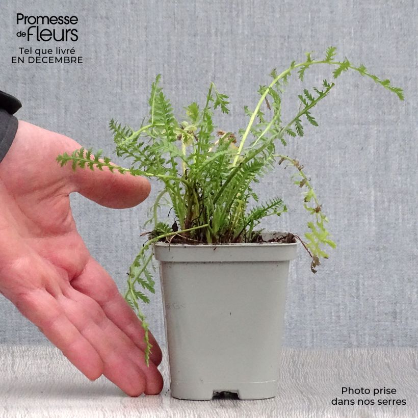 Amostra de Achillea filipendulina Cloth of Gold Vaso de 8/9 cm tal como entregue no inverno