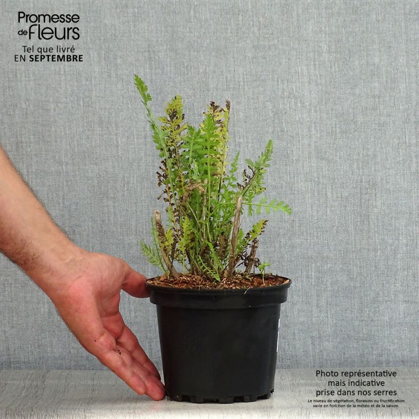 Amostra de Achillea filipendulina Cloth of Gold Vaso de 2 L/3 L tal como entregue no verão