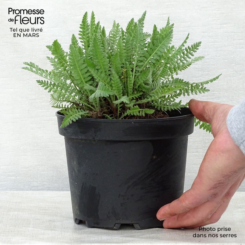 Amostra de Achillea filipendulina Cloth of Gold Vaso de 2 L/3 L tal como entregue na primavera