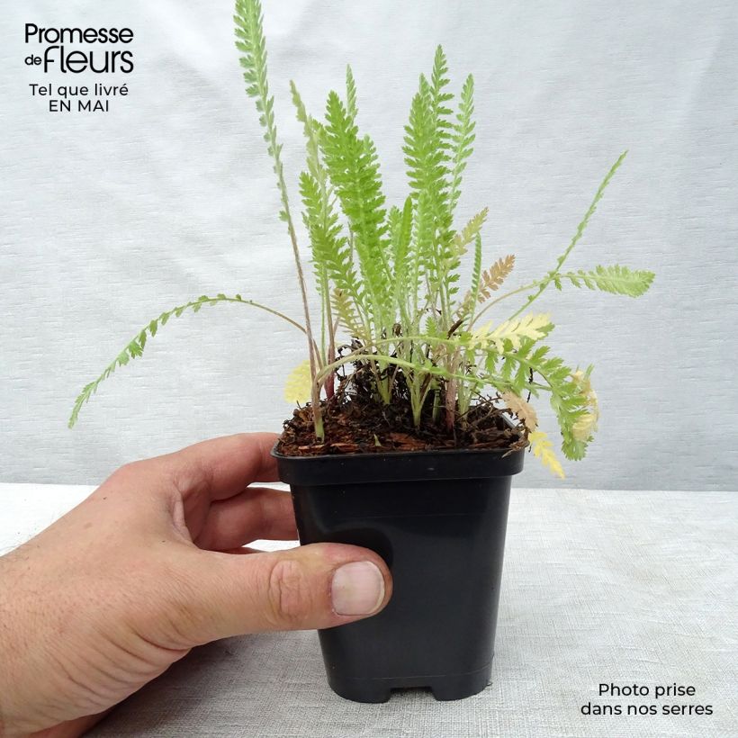 Amostra de Achillea filipendulina Cloth of Gold Vaso de 8/9 cm tal como entregue na primavera