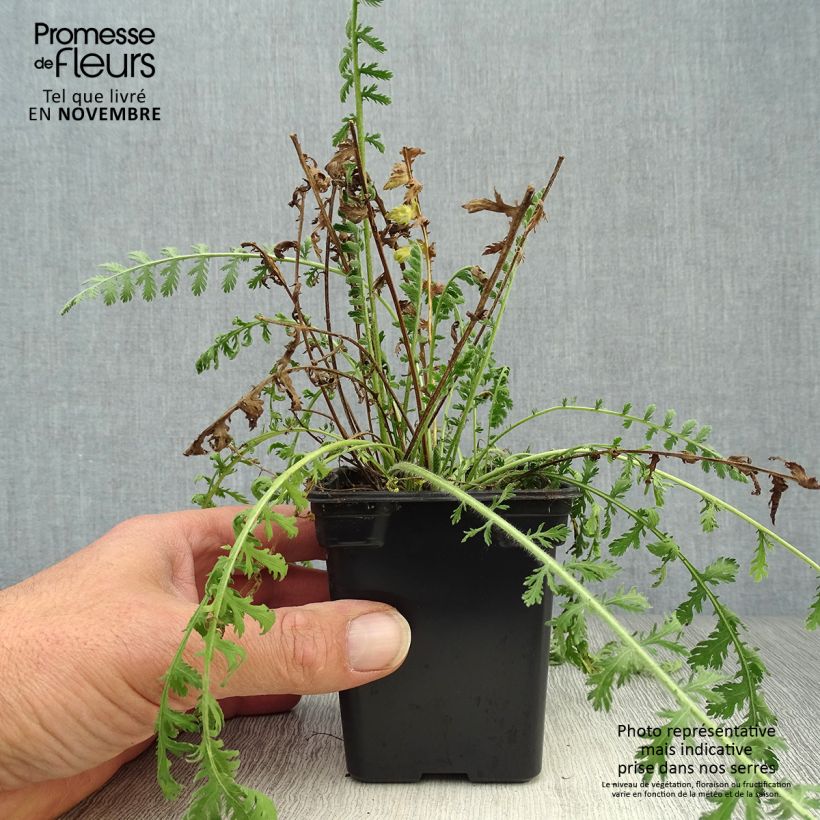 Amostra de Achillea filipendulina Golden Plate Vaso de 7/8 cm tal como entregue no outono