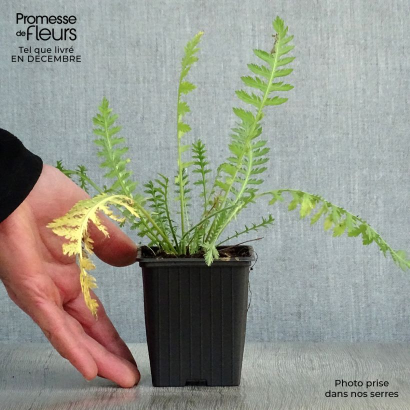 Amostra de Achillée filipendulina Golden Plate Vaso de 7/8 cm tal como entregue no inverno