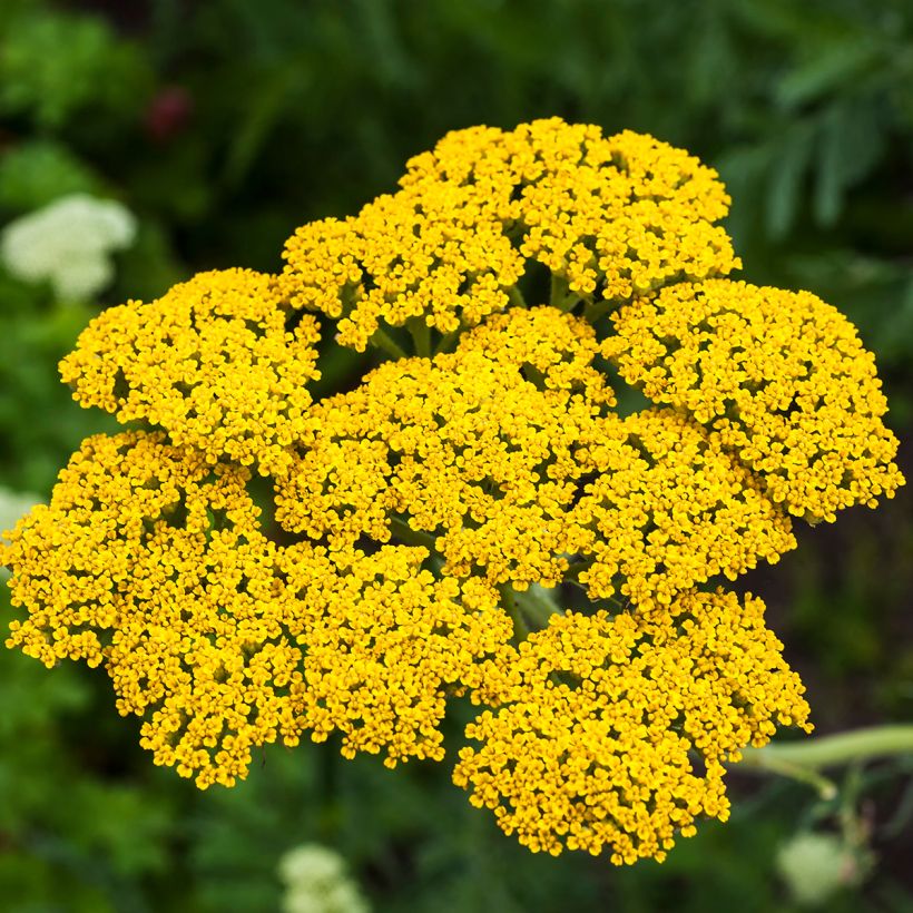 Achillea filipendulina Golden Plate (Floração)