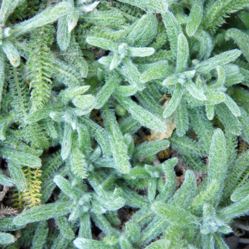 Achillea tomentosa Aurea (Folhagem)