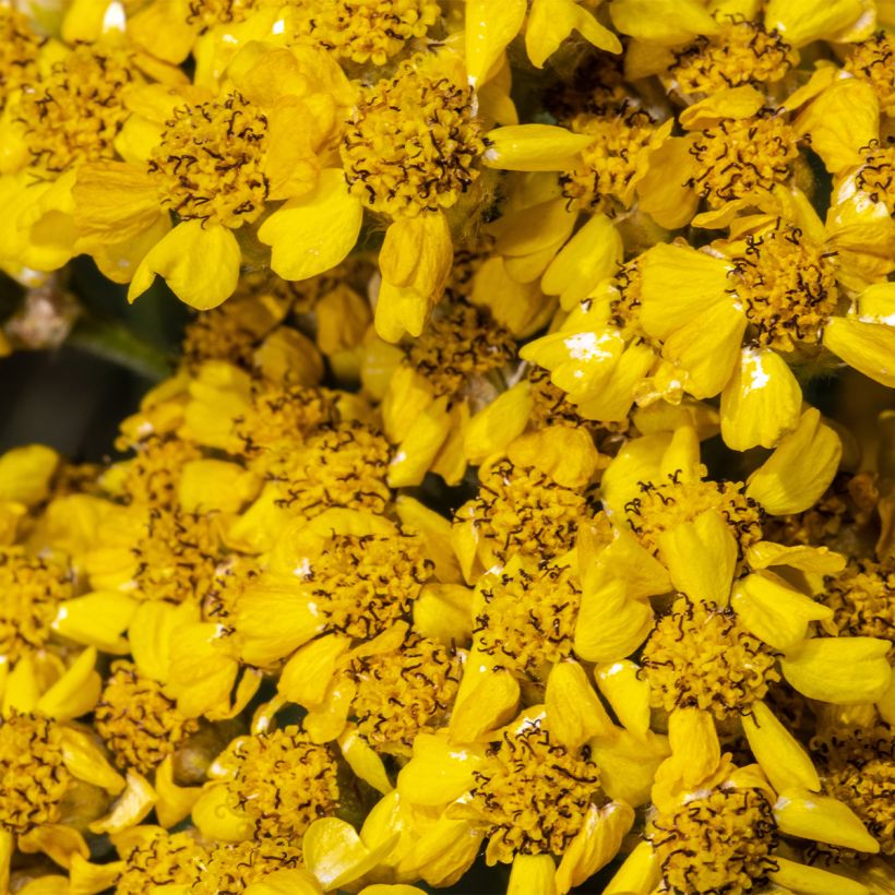 Achillea tomentosa Aurea (Floração)