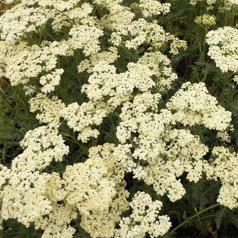 Achillea millefolium Alabaster (Floração)