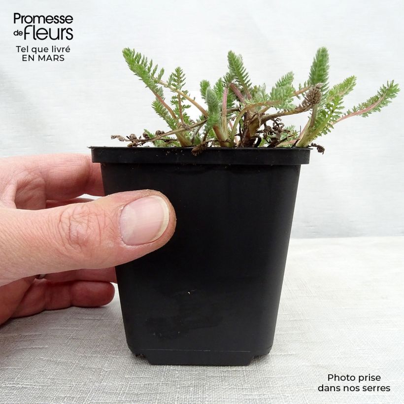 Amostra de Achillea millefolium Alabaster Vaso de 8/9 cm tal como entregue na primavera