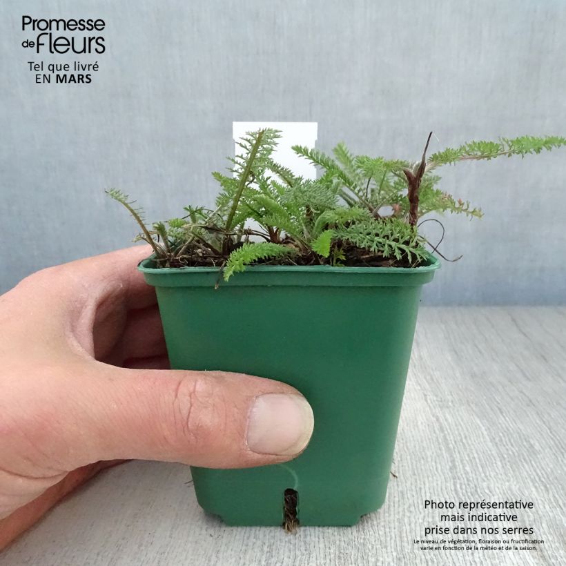 Amostra de Achillea millefolium Cassis Vaso de 8/9 cm tal como entregue na primavera