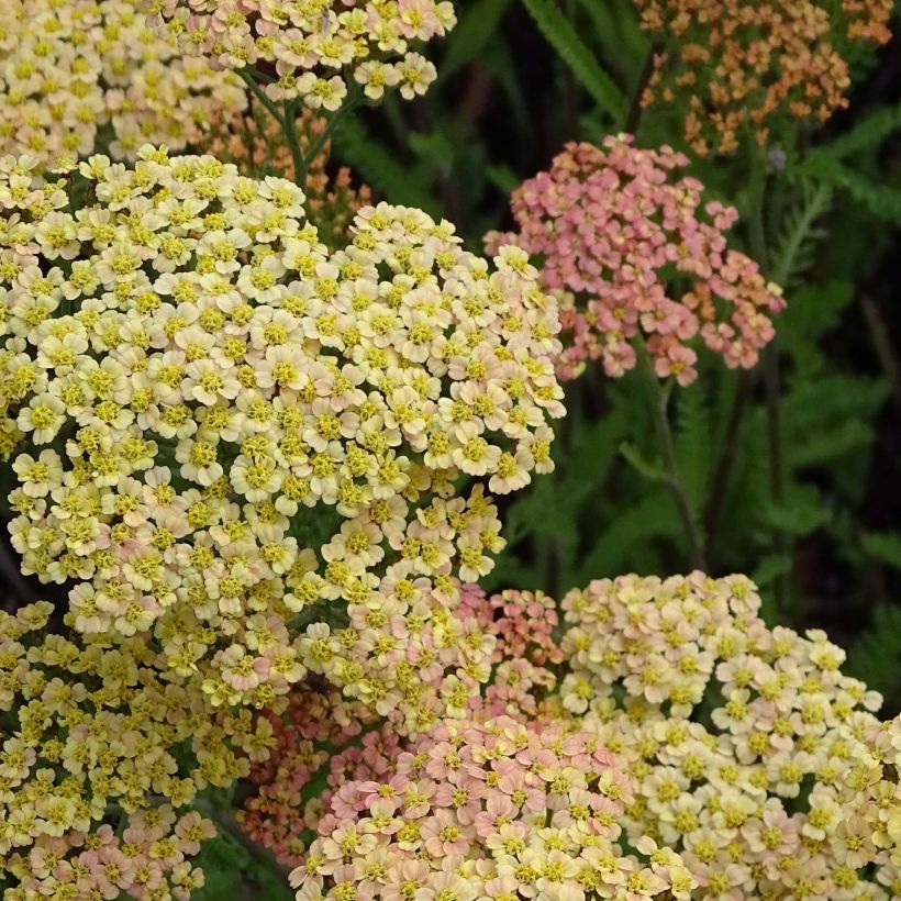 Achillea millefolium Hannelore Pahl (Floração)